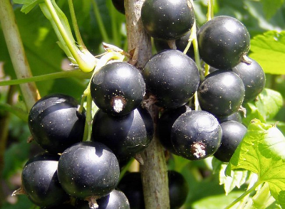Смородина черная (Ribes nigrum `Орловская серенада`) С 5