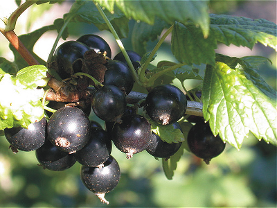 Смородина черная (Ribes nigrum `Экзотика`) С5