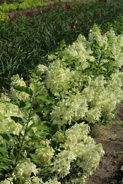 Гортензия метельчатая (Hydrangea paniculata `Degydo`.`Perle d`Automne`) C 7,5