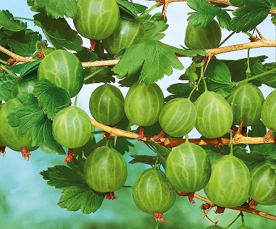 Крыжовник Карлин (Karlin) С7,5