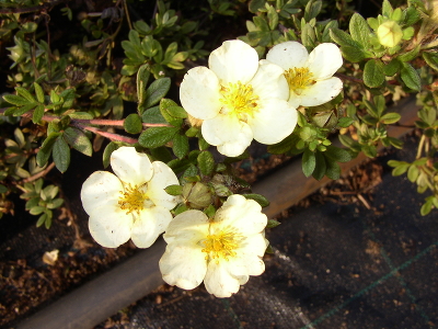 Лапчатка кустарниковая (Potentilla fruticosa `Primrose Beauty`),С3