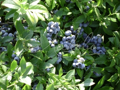 Голубика садовая (Vaccinium corymbosum `Northland`) С5