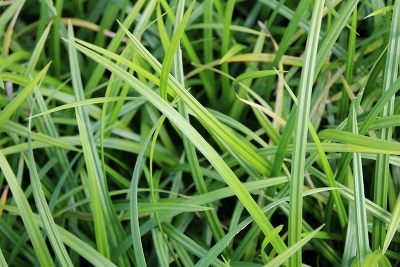 Осока обильнолистная (Carex foliosissima `Irich Green) С 2-3