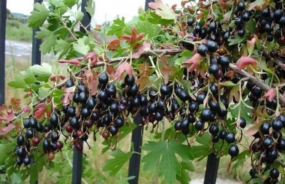 Йошта (Ribes nidigrolaria `Jostaberry`) С5