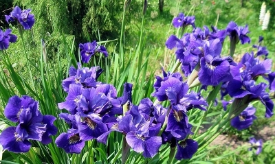 Ирис сибирский (Iris sibirica `Barcelona`) С2 - С3