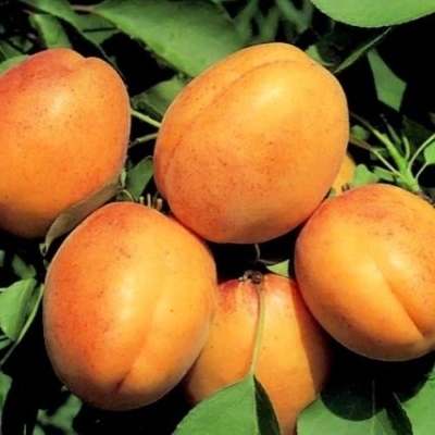 Абрикос (Prunus armeniaca `Триумф северный`)