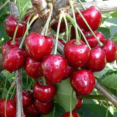Вишня сортовая (Prunus cerasus `Волочаевка`)