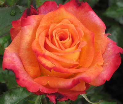 Роза чайно-гибридная Вау(Wow) С3-С4