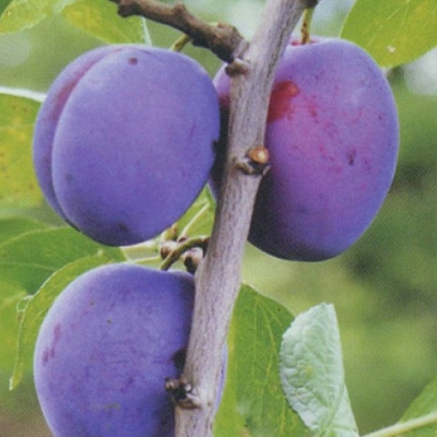 Слива привитая (Prunus domestica `Ренклод Тамбовский`)