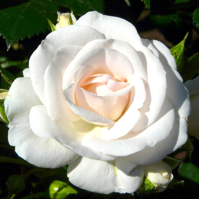 Роза флорибунда Аспирин Роуз (Aspirin Rose)