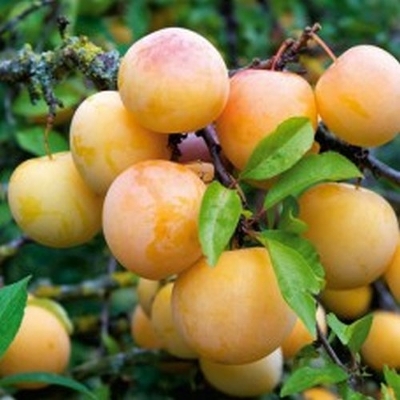 Слива привитая (Prunus domestica `Желтая крупноплодная`)