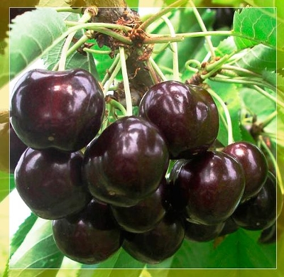 Черешня сортовая (Prunus avium `Ипуть`)
