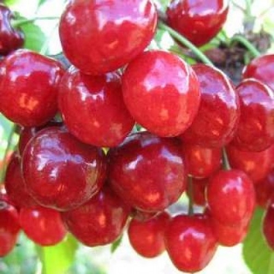 Черешня сортовая (Prunus avium `Мичуринка`)