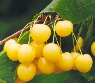Черешня сортовая (Prunus avium `Чермашная `)