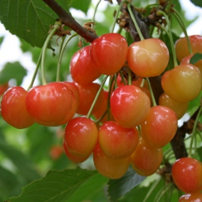 Черешня сортовая (Prunus avium `Юлия`)