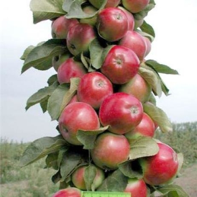 Яблоня колоновидная (Malus domestica `Валюта` )