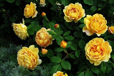 Роза английская Голден Селебрейшн (Golden Celebration)