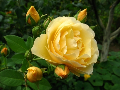 Роза английская Грахам Томас (GRAHAM THOMAS )
