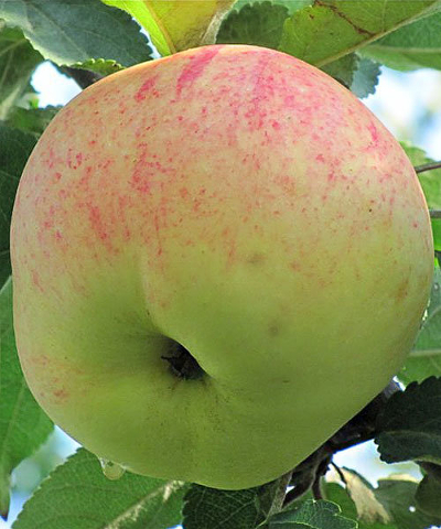 Яблоня плодовая (Malus domestica `Летнее нежное`)