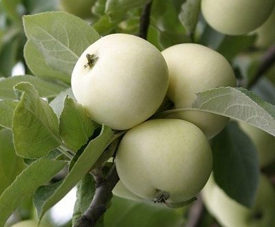 Яблоня плодовая (Malus domestica `Белый налив`)