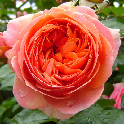 Роза шраб Чиппендейл (Chippendale)