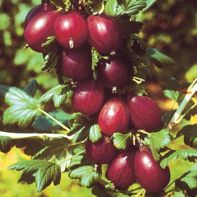 Крыжовник (Ribes grossularia `Spinefree`) С3