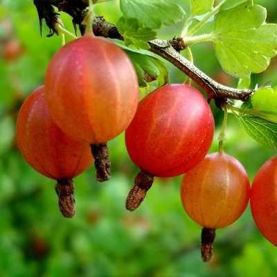 Крыжовник (Ribes grossularia `Юбиляр`) С3