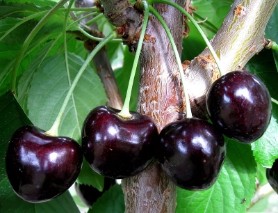 Черешня сортовая (Prunus avium `Ленинградская черная`)