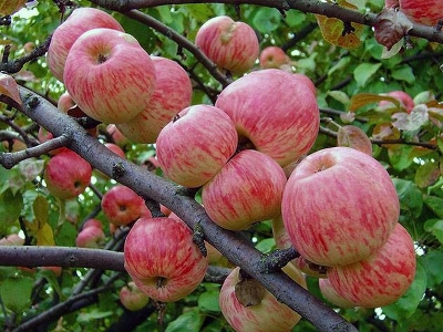 Яблоня плодовая (Malus domestica `Мелба`)