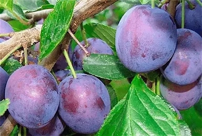 Слива привитая (Prunus domestica `Венгерка Корнеевская`)
