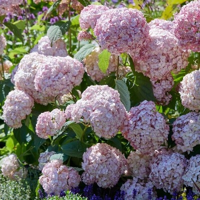 Гортензия древовидная (Hydrangea arborescens `Candybelle Bubblegum`) С5