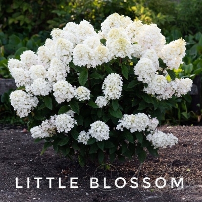 Гортензия метельчатая Литл Блоссом (Little Blossom) С3