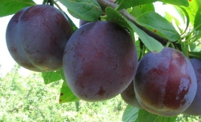 Слива привитая (Prunus domestica `Стартовая`)