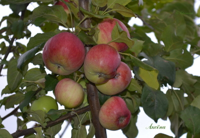 Яблоня плодовая (Malus domestica `Аксёна`)