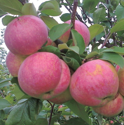 Яблоня плодовая (Malus domestica `Желанное`)
