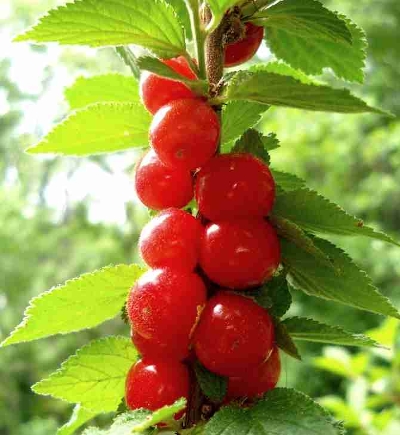 Вишня войлочная (Prunus tomentosa `Огонек`)С3