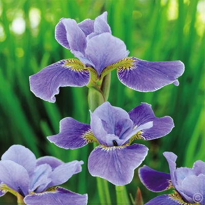 Ирис сибирский (Iris sibirica `See stars`)2-3л