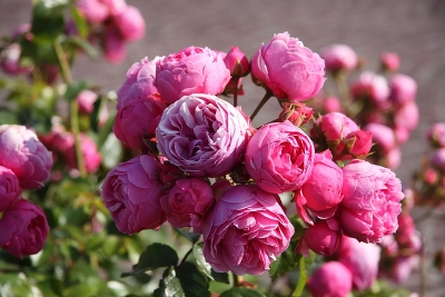 Роза флорибунда Pomponella ( Помпонелла ) C 3