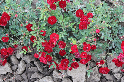 Роза почвопокровная Ред каскад ( Red Cascade)