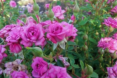 Роза миниатюрная Лавендер Джувел ( Lavender Jewel )