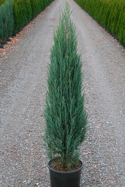 Можжевельник скальный "Блю Эрроу" (Juniperus squamata 'Blue Arrow'), С2 - С3