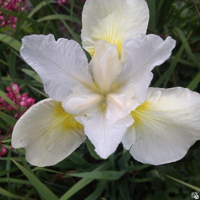 Ирис сибирский (Iris sibirica `Not Quite White`) 2-3