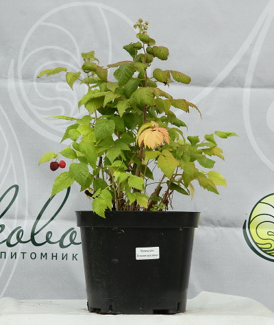 Малина сортовая (Rubus idaeus `Краса России`)