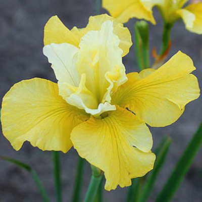 Ирис сибирский (Iris sibirica `Summer Revels`) С2 - С3