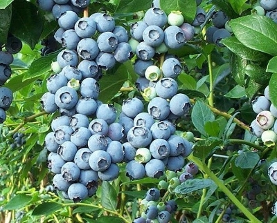 Голубика садовая (Vaccinium corymbosum `Чандлер`),С2-С-3