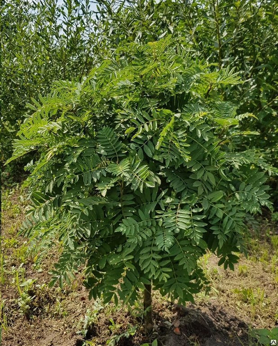 Рябина обыкновенная (Sorbus aucuparia) Глобозум С 7,5