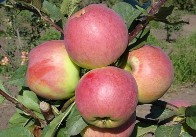 Яблоня плодовая (Malus domestica `Былина` (Зимний сорт)