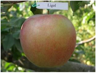 Яблоня плодовая (Malus domestica `Лигол`)