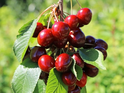 Вишня сортовая (Prunus cerasus `Десертная Морозовой`)