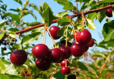 Вишня сортовая (Prunus cerasus `Лебедянская`)